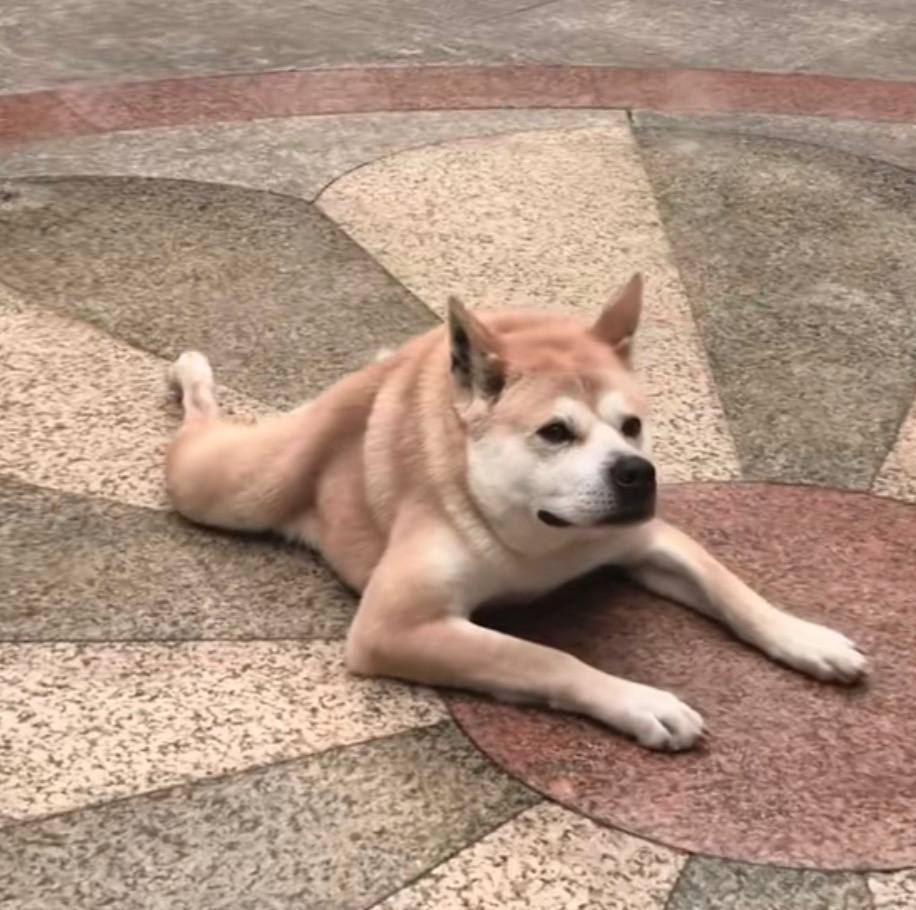 Community Doggo